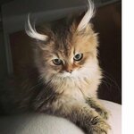 Екатерина Комиссарова