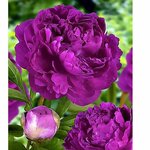 Оксана Николаева