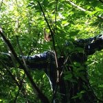 Александр Быков