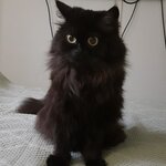 Ольга Устинова