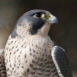 Алексей Елисеев