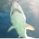 Алексей Куликов