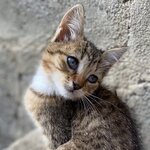 Саша Валерьяныч