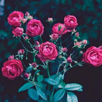 Елизавета К.