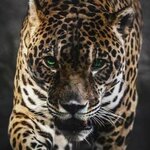 Александра Дубских