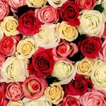 Виктория Папина