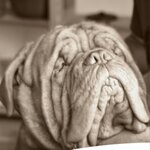 Вячеслав Трифонов