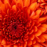 Любовь Варламова