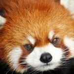 Евгений добрый