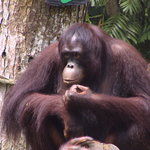 Андрей Преснов