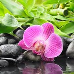 Светлана Шепелева