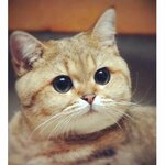Алексей Галкин