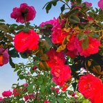 Анастасия К