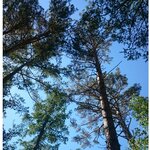 Евгения Сосновская