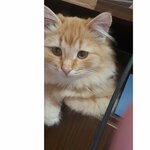 Антон Андреев